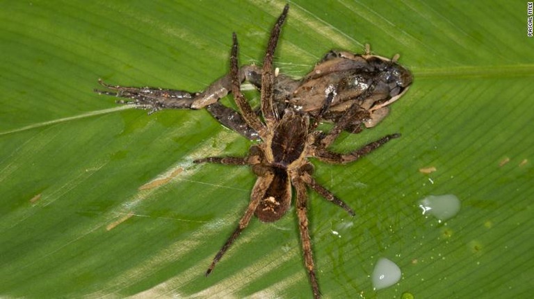 ペルーでは大きなクモがカエルを捕らえる場面も/Pascal Title