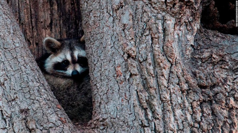 狂犬病への感染が疑われるアライグマなどには近づかないよう当局が警戒を呼び掛けている/DON EMMERT/AFP/Getty Images