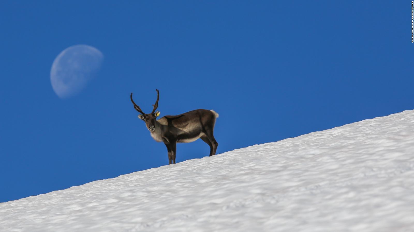 トナカイは夏の間、虫を避けるために雪や氷の上に移動する。古代の猟師はこれを知っており、氷上でトナカイ狩りを行った。狩りの道具が大量に雪の中に残されているのはこれが理由だ/Glacier Archaeology Program Oppland