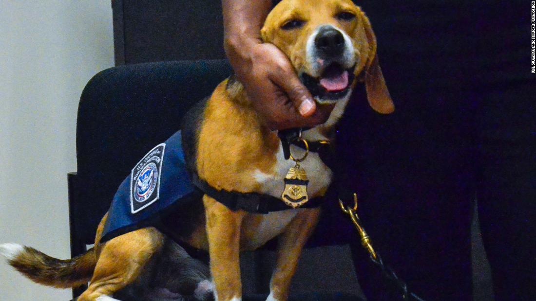 Cnn Co Jp 保護施設出身のビーグル犬４頭 探知犬として米空港に着任
