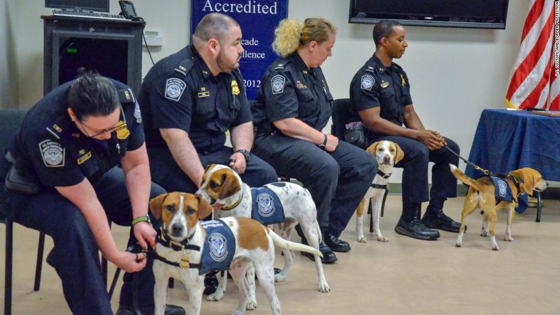 保護犬出身のビーグル犬４頭が探知犬として空港に配置される/U.S. Customs and Border Protection