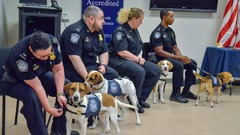 保護犬出身のビーグル犬４頭が探知犬として空港に配置される