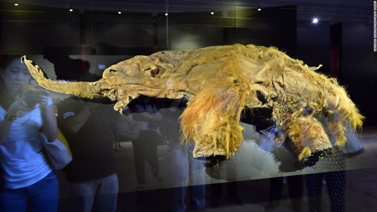 永久凍土で見つかったマンモスの「ＹＵＫＡ（ユカ）」＝２０１３年、横浜市/KAZUHIRO NOGI/AFP/AFP/Getty Images