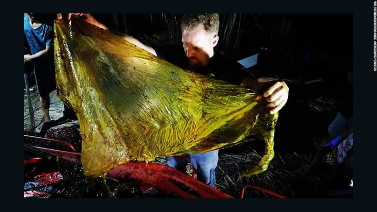 死んだクジラの胃の中から約４０キロ分のビニール袋が見つかった/Darrell Blatchley/D' Bone Collector Museum Inc.