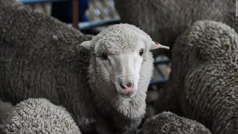 オーストラリアの研究チームが、５０年間凍結保存されていた精子を使って子羊を誕生させることに成功/Morgan Hancock 