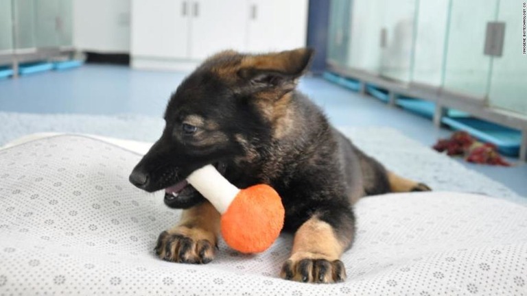 中国初のクローン警察犬に期待されている昆明犬の「昆勳」/Sinogene Biotechnology Co. 