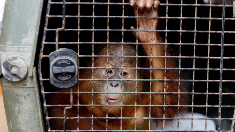 保護されたオランウータンの赤ちゃん＝２５日、インドネシア・バリ/Firdia Lisnawati/AP