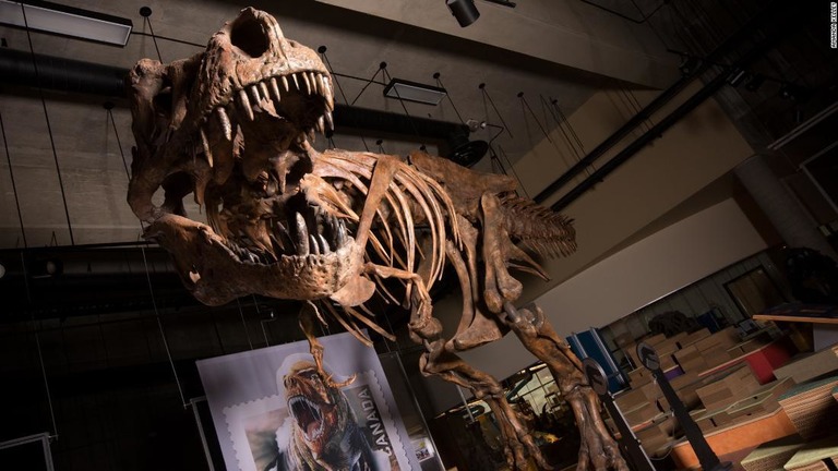 カナダで発見されたティラノサウルス・レックスの「スコッティ」が世界最大だったことが分かった/Amanda Kelley