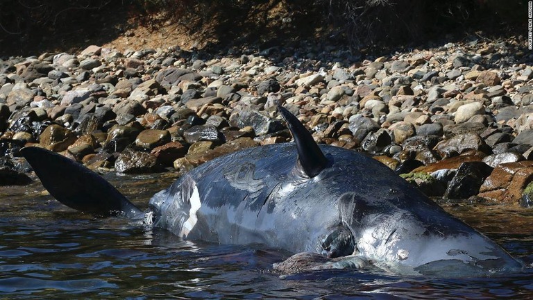 サルデーニャ島の海岸に打ち上げられていたマッコウクジラ/Courtesy SeaMe Sardinia