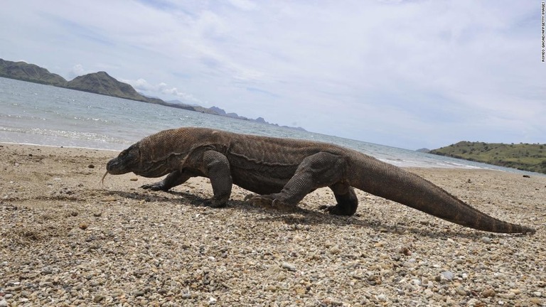 コモド島に生息するコモドオオトカゲ＝２０１０年１２月/ROMEO GACAD/AFPGetty Images