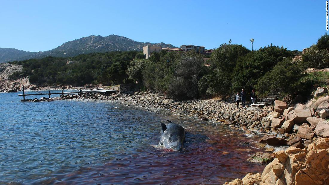 クジラは観光客にも人気のある海岸で見つかった/Courtesy SeaMe Sardinia