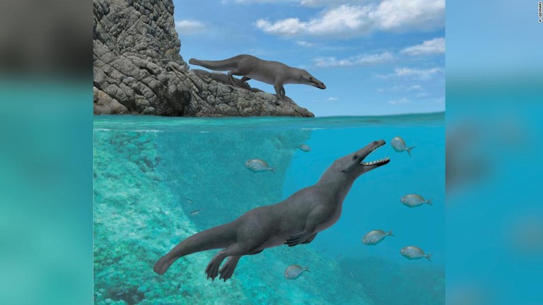 鯨類の祖先が４本足だったことを示す証拠が南米で初めて確認された/A. Gennari