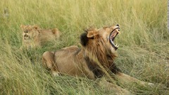 サイ密猟の容疑者、ゾウに殺されライオンの「餌」に　南ア
