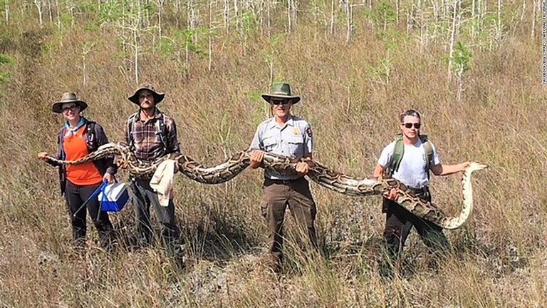 フロリダ州で発見された巨大なニシキヘビ/big cypress national preserve