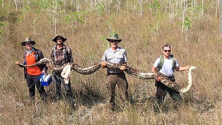 フロリダ州で発見された巨大なニシキヘビ/big cypress national preserve