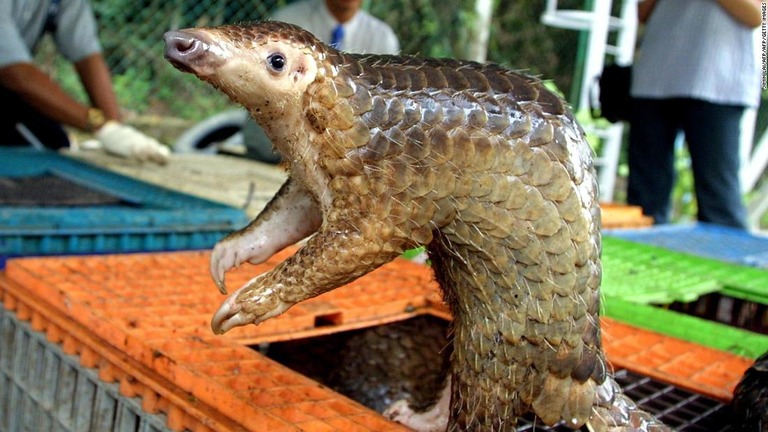 密猟や密輸の対象となり絶滅の危機にさらされているセンザンコウ/JIMIN LAI/AFP/AFP/Getty Images