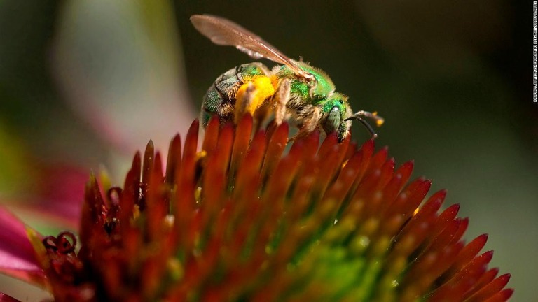 コハナバチが花粉を集める様子/Randall Benton/Sacramento Bee/MCT/Getty Images