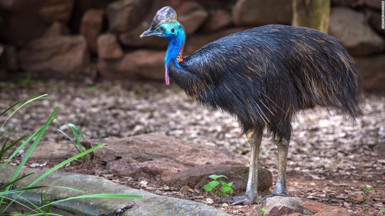 Cnn Co Jp ７５歳男性 飼っていた珍鳥に襲われ死亡 米フロリダ州