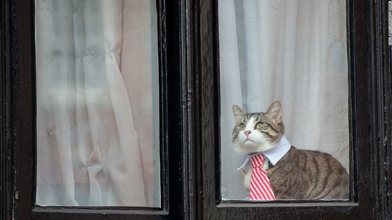 英エクアドル大使館の窓から外を眺める猫＝２０１６年１１月１４日、ロンドン/Chris J Ratcliffe/Getty Images
