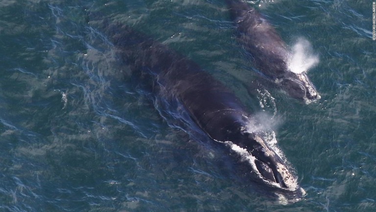 ケープコッド湾を泳ぐタイセイヨウセミクジラの母子＝４月１１日/Center for Coastal Studies 