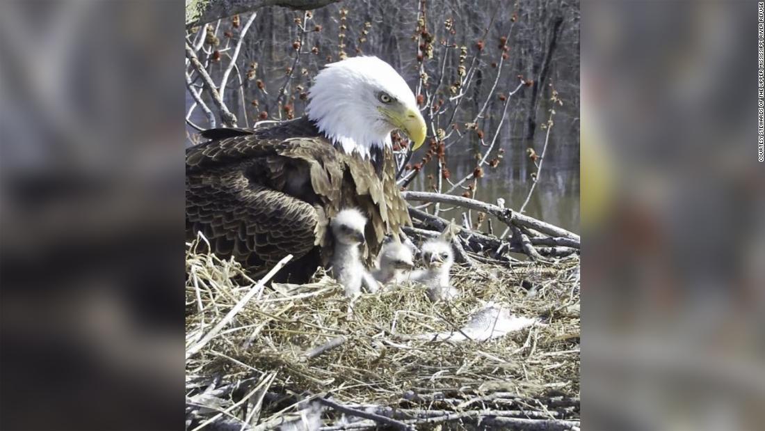 ひなの子守りをする「スター」/courtesy Stewards of the Upper Mississippi River Refuge