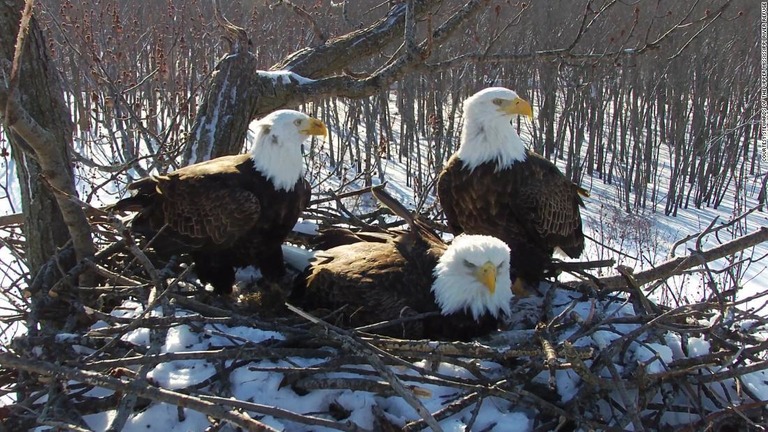 ３羽は営巣地の維持や餌取りなどの仕事を分担して行っている/courtesy Stewards of the Upper Mississippi River Refuge