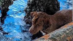 タイの沖約２２０キロの石油掘削施設で犬が救助された