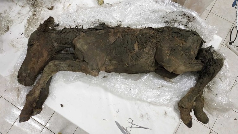 極めて良好な保存状態で見つかった４万２０００年前の子馬の死骸/North-Eastern Federal University