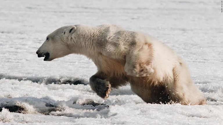 餌を求め、流氷に乗って７００キロを移動してきたというホッキョクグマ/Alina Ukolova