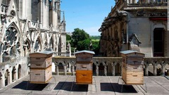 屋上のミツバチは生き延びた、ノートルダム大聖堂火災