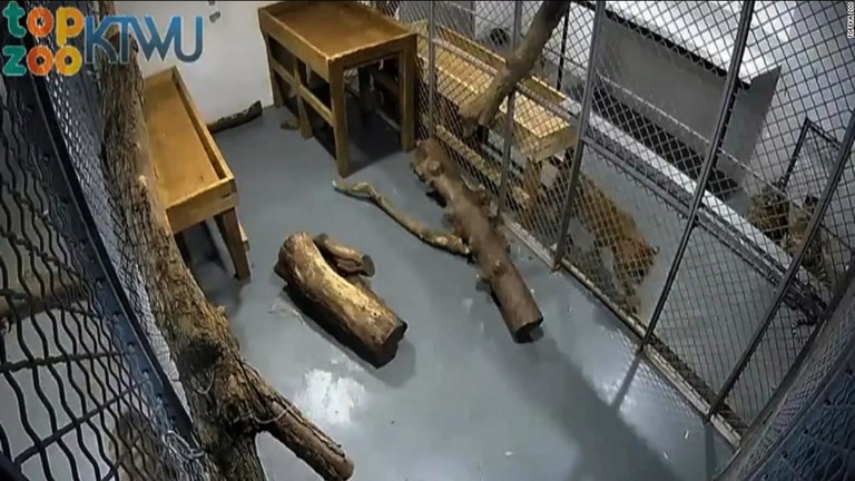 動物園でスマトラトラに飼育員が襲われて負傷した/Topeka Zoo