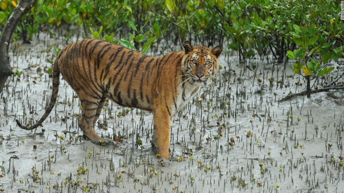 Cnn Co Jp 絶滅危惧のベンガルトラ ５０年以内に最大級の生息地から消滅の恐れ 1 2