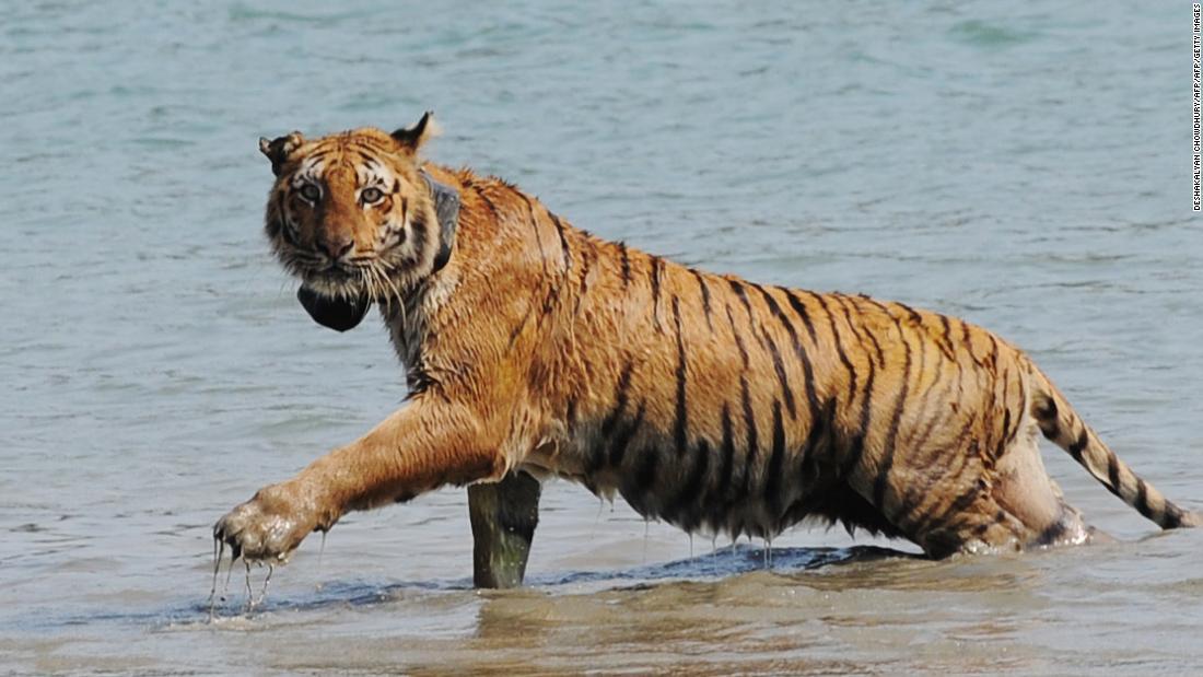 Cnn Co Jp 絶滅危惧のベンガルトラ 50年以内に最大級の生息地から消滅の恐れ 1 2 Cnn Co Jp 絶滅危惧のベンガルトラ 50年以内に最大級の生息地から消滅の恐れ 1 2