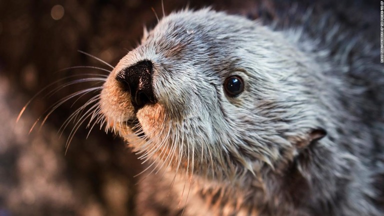 Cnn Co Jp 世界最長寿のラッコ チャーリー 死ぬ ２２歳 米水族館