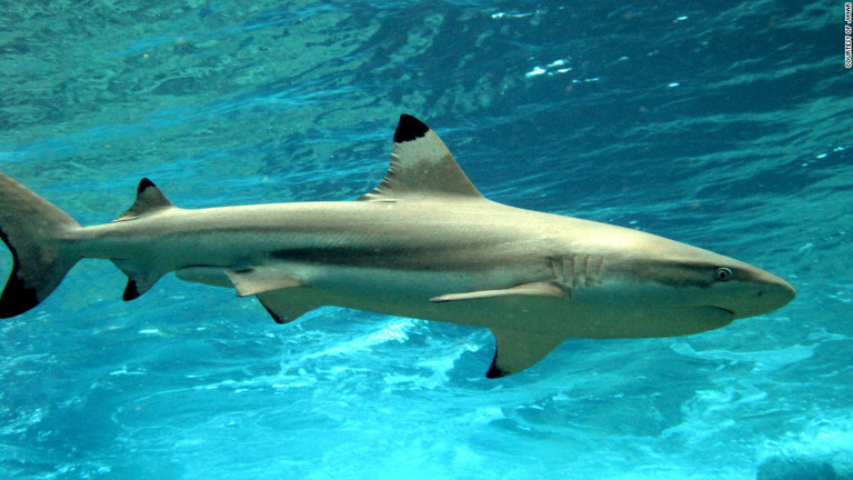 ハワイで人を襲った記録のないツマグロと呼ばれるサメが観光客を噛んだという