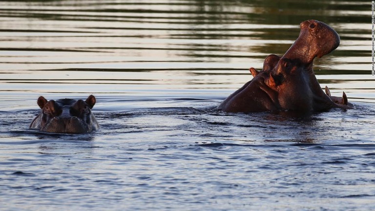 ナミビアのクワンド川で泳ぐカバ/Michaela Urban/Chicago Tribune/TNS via Getty Images