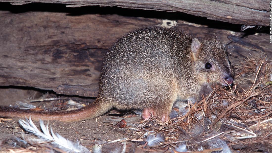 ロオビネズミカンガルー。大陸部ではキツネや野良猫で絶滅に追いやられた過去がある/TORSTEN BLACKWOOD/AFP/AFP/Getty Images