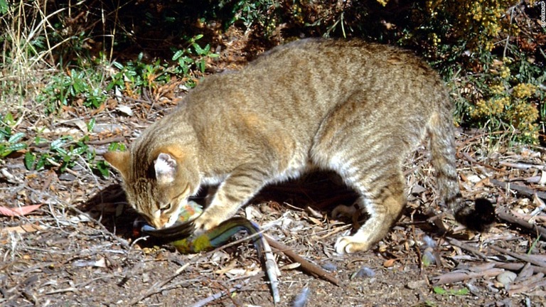 アカクサインコを捕食するオーストラリアの野良猫/C. Potter/AP