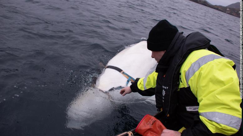 /Jorgen Ree Wiig, Norwegian Directorate of Fisheries/Sea Surveillance Service