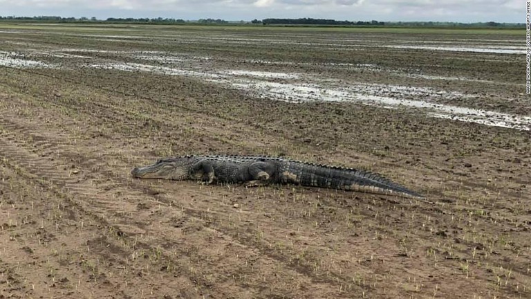 Cnn Co Jp ワニが水田で日光浴 河川増水で北上か 米南部アーカンソー州