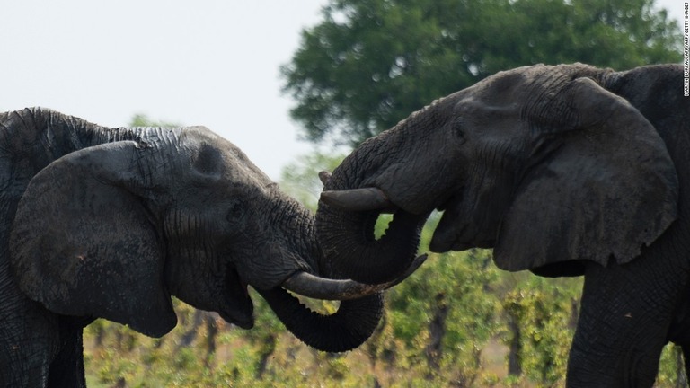 ワンゲ国立公園のゾウ。ジンバブエは中国とドバイにゾウ９８頭を輸出し、約３億円の収入を得ていた/MARTIN BUREAU/AFP/AFP/Getty Images