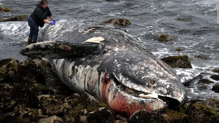 コククジラの死骸の検分の様子。３月以降に見つかった死骸は１０頭目となった/Justin Sullivan/Getty Images