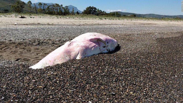死骸はシチリア島の観光地チェファルーの海岸に打ち上げられた/Greenpeace Italy