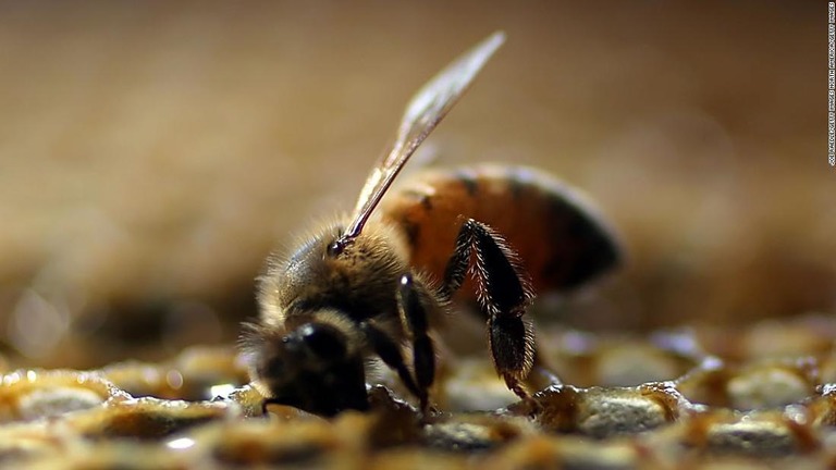 ハチは世界的に個体数の減少が危惧されているが、アンダルシア地方では安泰なようだ/Joe Raedle/Getty Images North America/Getty Images
