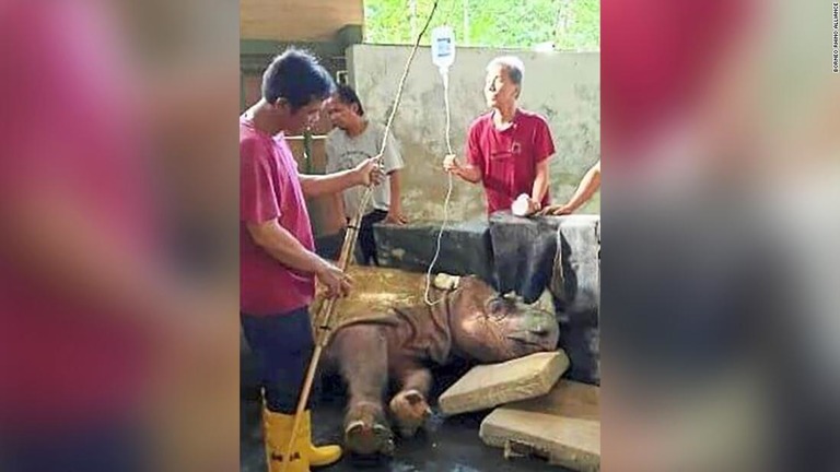 マレーシアで飼育されている最後の雄のスマトラサイが息を引き取った/Borneo Rhino Alliance