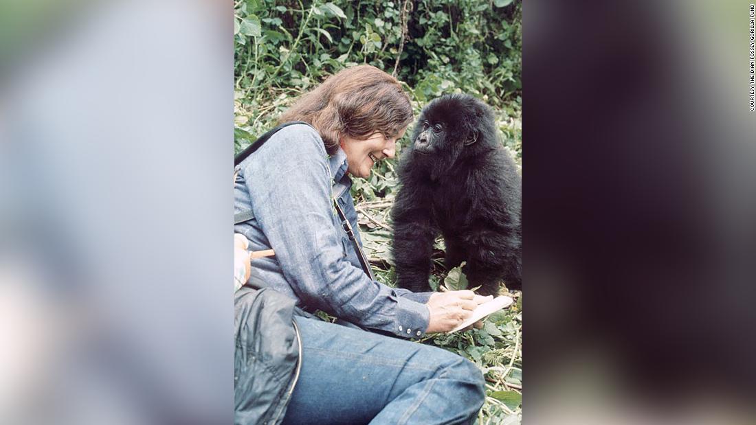 若いポピーとダイアン・フォッシー氏＝１９７７年/ Courtesy The Dian Fossey Gorilla Fund 