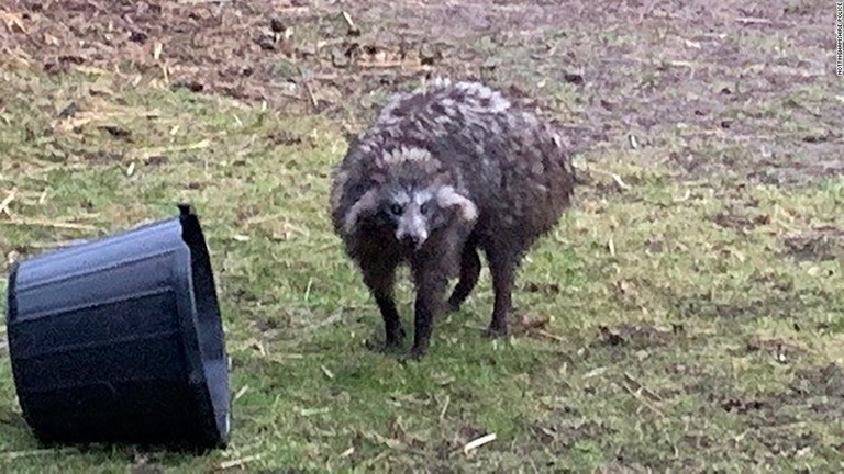 逃げ出したタヌキ２匹のうちの１匹を住民がカメラに収めた/Nottinghamshire Police