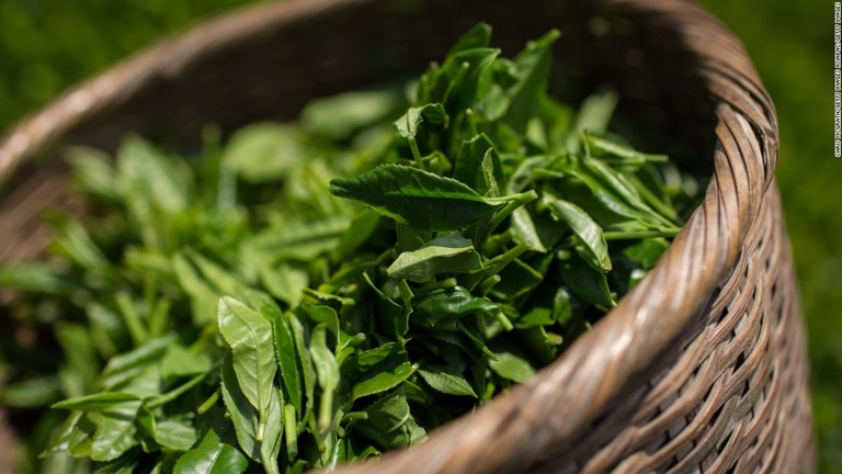 緑茶の健康効果については、さまざまな研究が行われている/CHRIS MCGRATH/GETTY IMAGES ASIAPAC/GETTY IMAGES