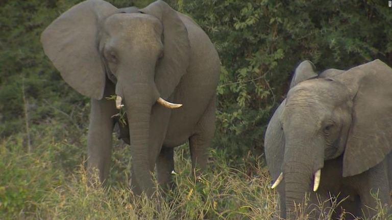 アフリカ・ボツワナでゾウの狩猟が解禁された。国際社会などは非難するが、住民からは被害を訴える声もあがる/CNN