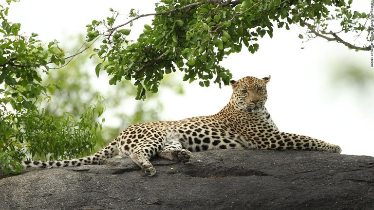 クルーガー国立公園に生息するヒョウ/Warren Little/Getty Images Europe/Getty Images